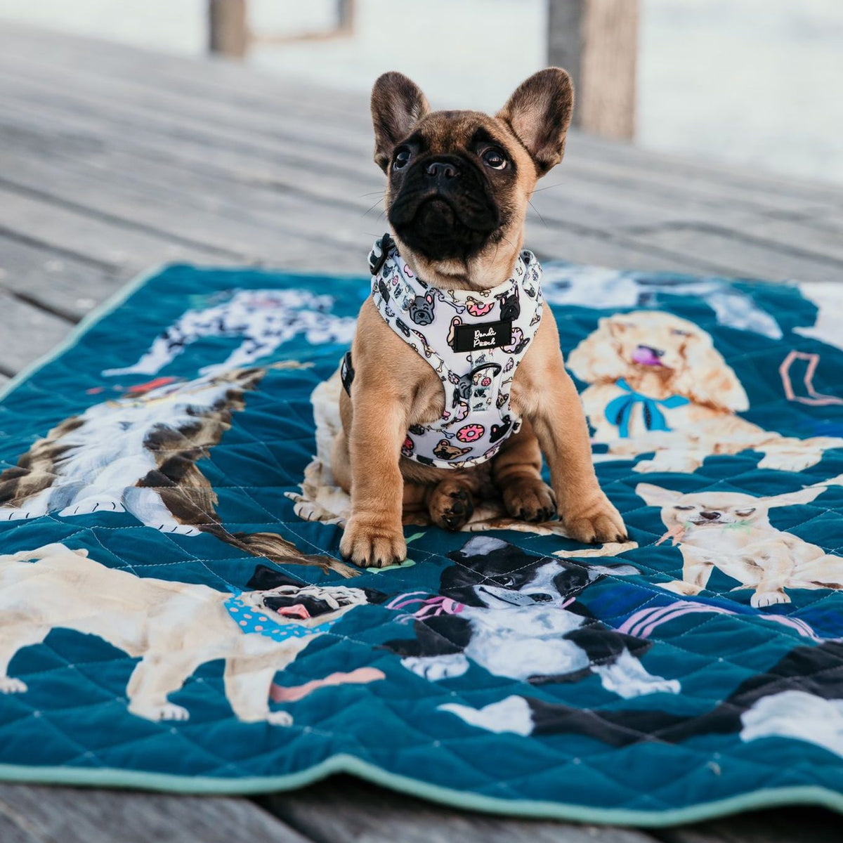 french bulldog sitting on the pooch party large waterproof mat on a jetty
